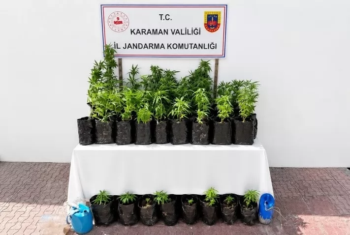Karaman’da Jandarmadan Dev Asayiş Bilançosu: 140 Gözaltı, 2 Bin 802 Kök Kenevir Yakalandı