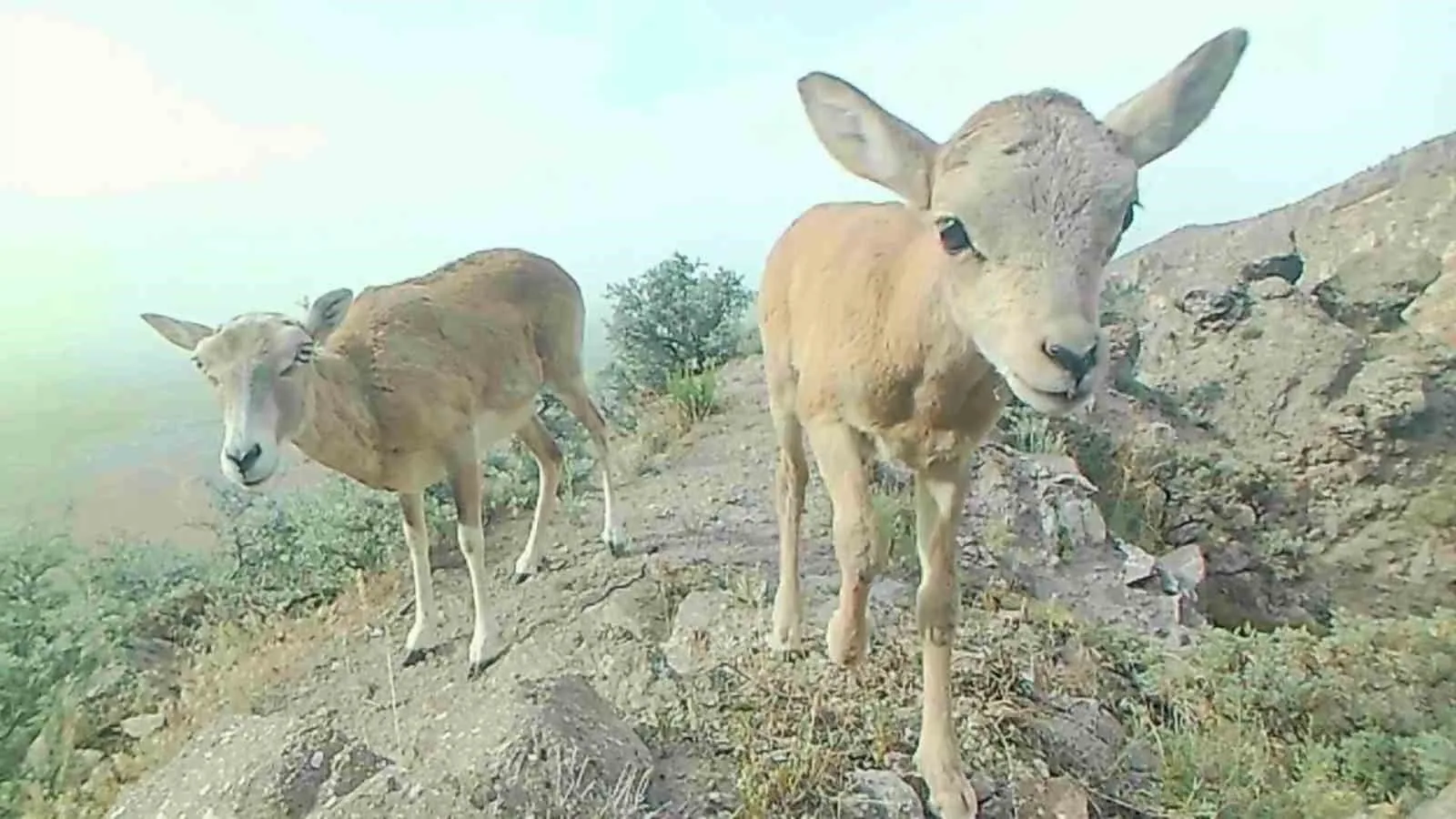 Koruma Altındaki Anadolu Yaban Koyunu İki Yavrusuyla Karaman’da Görüntülendi